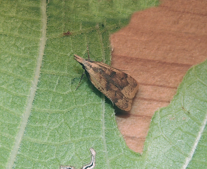 Dichomeris derasella  Gelechiidae